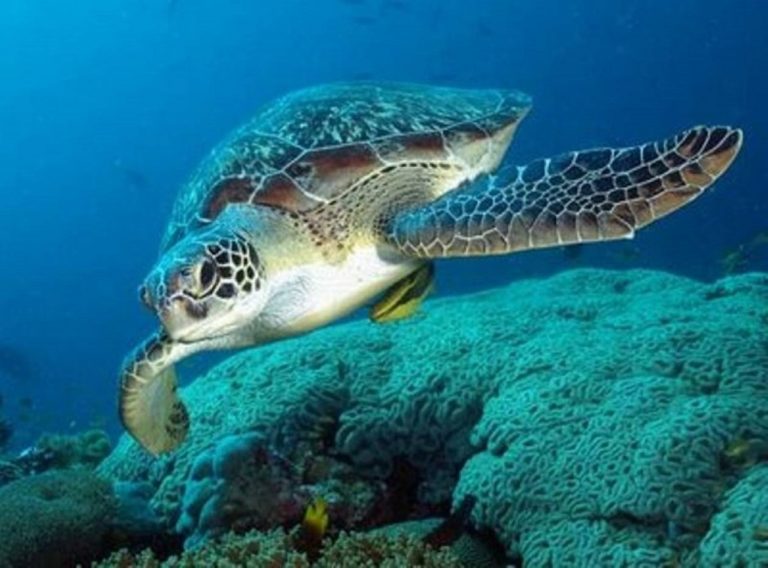 Προστασία της θαλάσσιας χελώνας