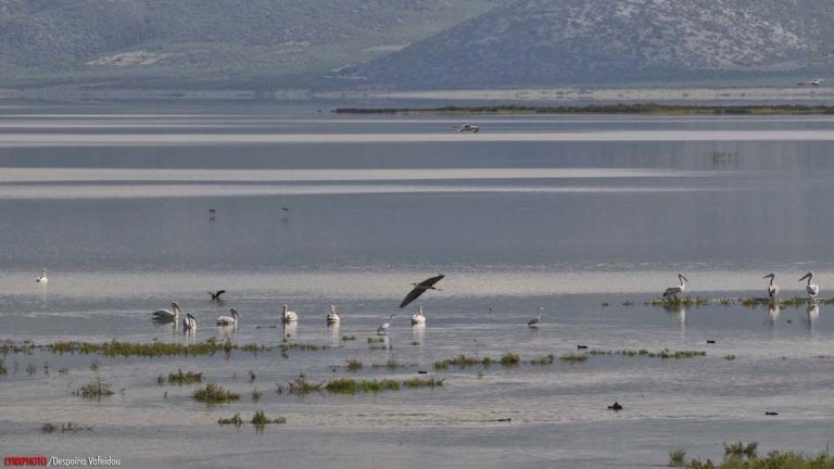 Κίνδυνος μόλυνσης Κάρλας από κτηνοτροφικές δραστηριότητες