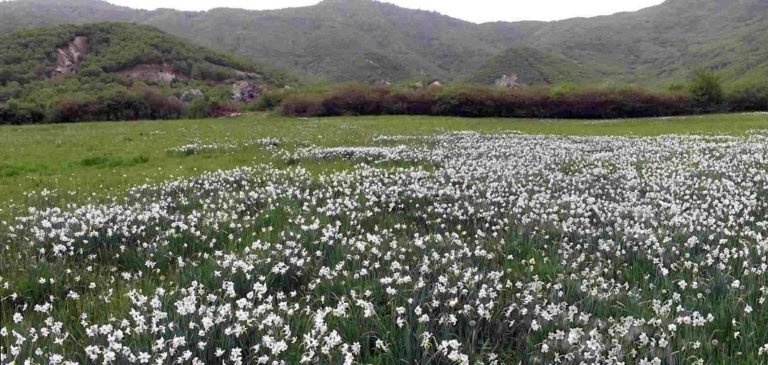 Πρέσπα: Γιορτή Νάρκισσου