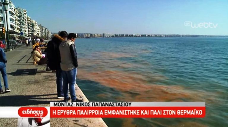 Η Ερυθρά παλίρροια εμφανίστηκε και πάλι στον Θερμαϊκό (video)