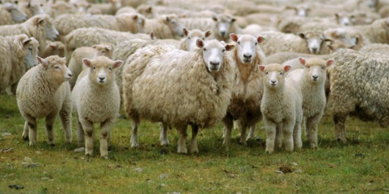 Ηράκλειο: 200 αιγοπρόβατα έκλεψαν άγνωστοι στη Γόρτυνα