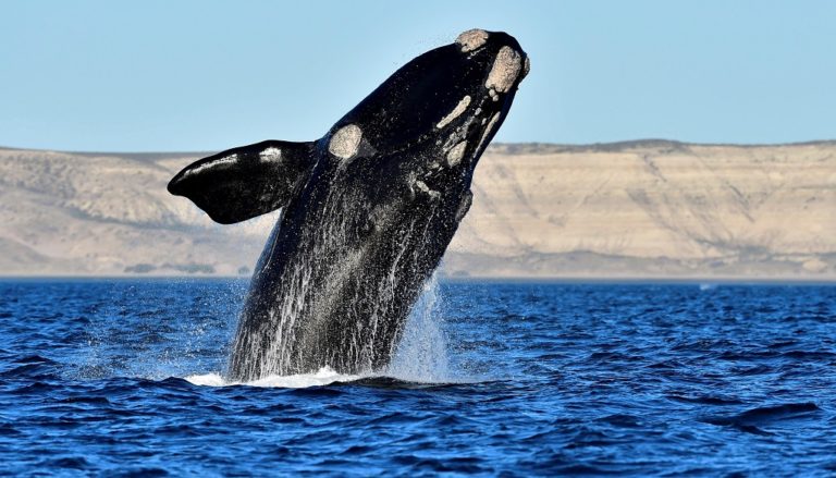 Τετράποδη φάλαινα περπατούσε και κολυμπούσε πριν από 43 εκατ. χρόνια