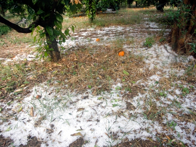 Στον Τύρναβο την Κυριακή για τις ζημιές από το χαλάζι η υφυπουργός Αγροτικής Ανάπτυξης