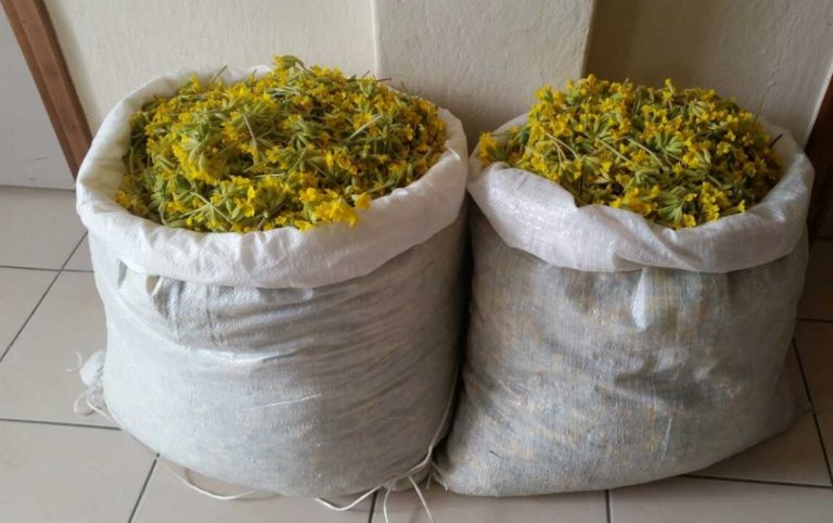 Καστοριά: Σύλληψη για παράνομη συλλογή αρωματικών φυτών