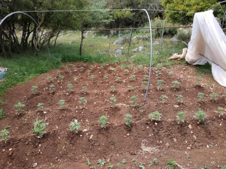 Τρίπολη : Συλλήψεις για καλλιέργεια δενδρυλλίων κάνναβης