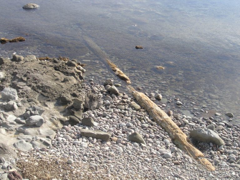 Εκπαιδευτικές δράσεις στο  Παράκτιο Πάρκο Απολιθωμένου Δάσους Πλάκας