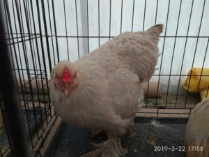 Κομοτηνή: Ένας 26χρονος συλλέκτης με 2000 κότες