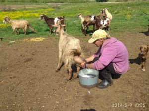 Η μοναδική γυναίκα  κτηνοτρόφος στο Γλυκονέρι της Ροδόπης