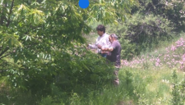 Καταπολέμηση της σφήκας της Κατσανιάς