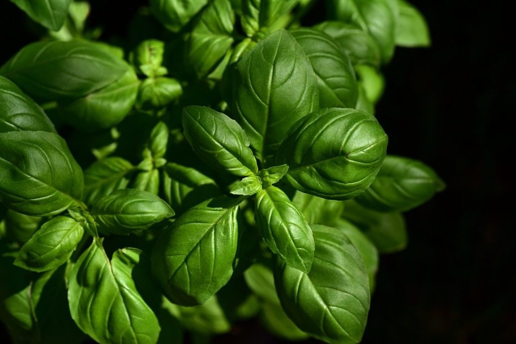Δωρεάν διανομή φυτών από παραδοσιακούς σπόρους από τον ΠΕΛΙΤΙ στην Ορεστιάδα