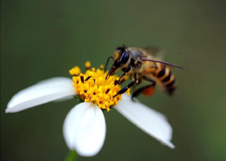 Το μικρότερο ταχυφαγείο στον κόσμο είναι φτιαγμένο μόνο για μέλισσες (video)
