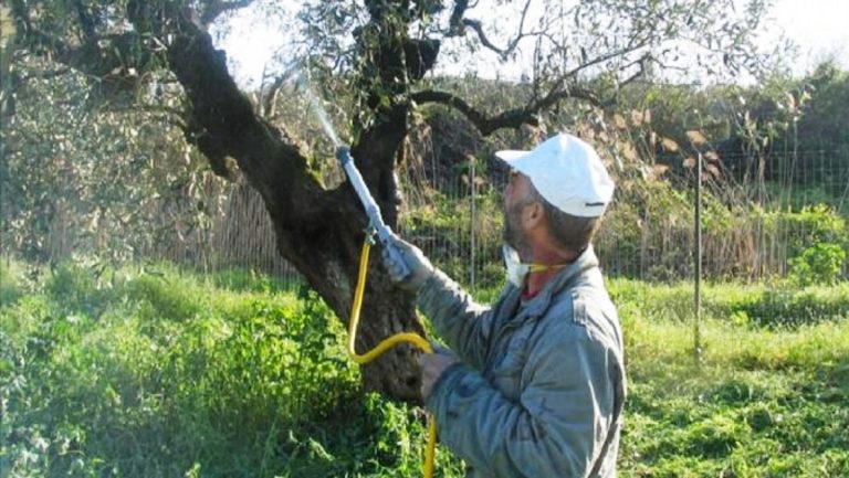 Διαγωνισμός για την καταπολέμηση του δάκου