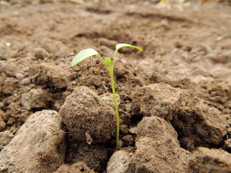 Ορεστιάδα: Υποχρεωτική η χρήση τυποποιημένου σπόρου για τις εαρινές καλλιέργειες βάμβακος