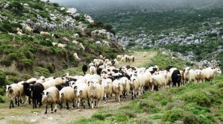 Ερώτηση Κόκκαλη για τις καθυστερήσεις με τα σχέδια για τους βοσκοτόπους