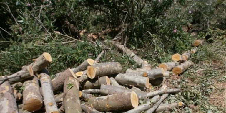 Επ’ αυτοφώρω συνελήφθη λαθροϋλοτόμος στο Ανατολικό Ζαγόρι