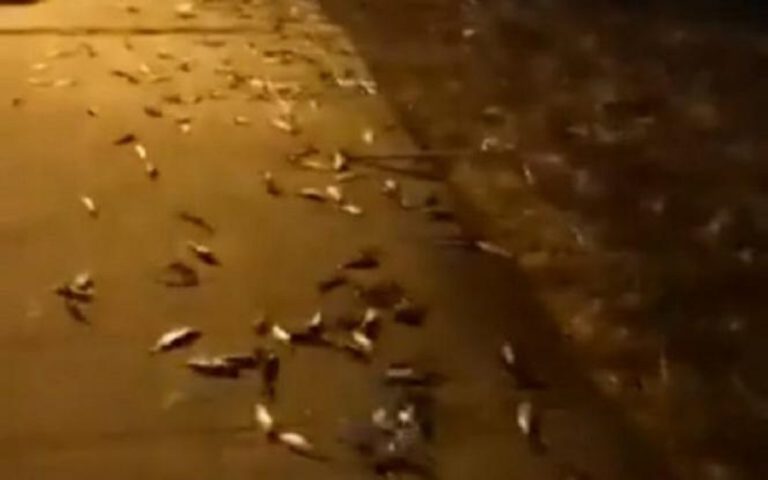 Οι σαρδέλες κυνηγήθηκαν από μεγάλα ψάρια και βγήκαν στη στεριά!