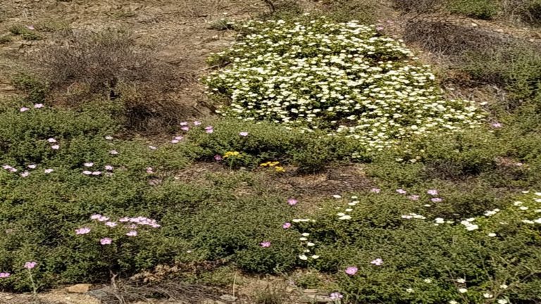 Περιβαλλοντικά προγράμματα στη Βαμβακού Λακωνίας