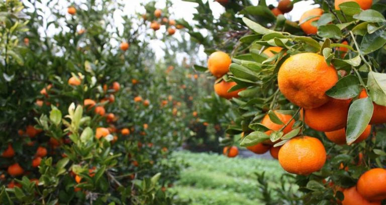 Υπ.Α.Α.Τ.:28 εκατομμύρια επιπλέον σε μεταποίηση,εμπορία και ανάπτυξη γεωργικών προϊόντων