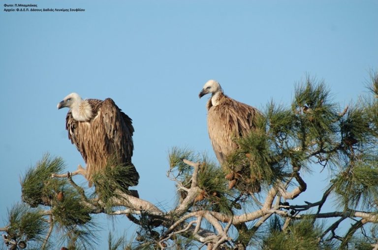 Δαδιά Έβρου: Τρία όρνια απελευθερώνει ο Φορέας Διαχείρισης του Εθνικού Πάρκου