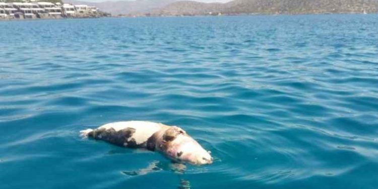 Εντοπίστηκε νεκρή φώκια έξω από τον Κόρφο της Ελούντας – Βρέθηκε ένα σχοινί δεμένο στο λαιμό της