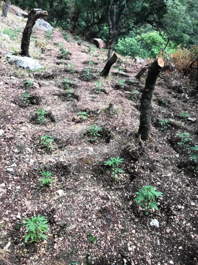 Αρκαδία: Εντοπίστηκε φυτεία 307 δενδρυλλίων κάνναβης