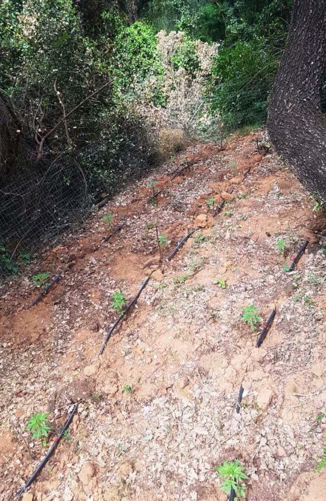 Καλαμάτα: Σύλληψη 60χρονου για 102 δενδρύλλια κάνναβης.