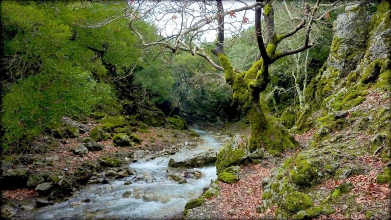 Απαγόρευση κυκλοφορίας στα δάση όταν υπάρχει κίνδυνος φωτιάς