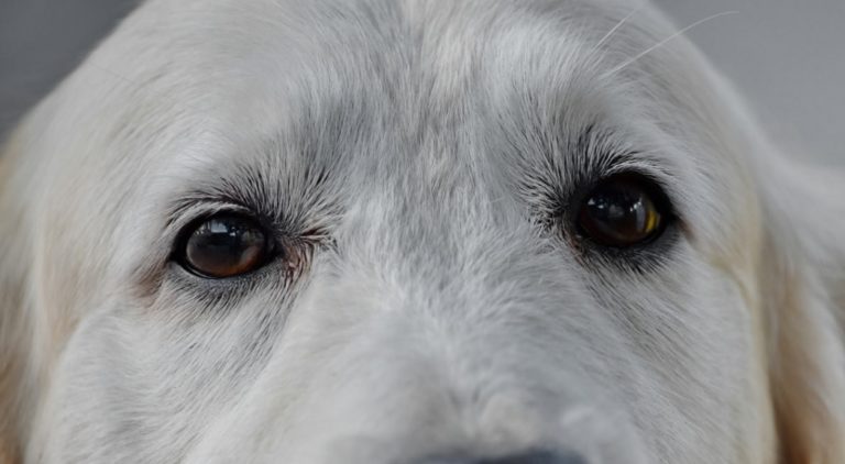 Επιστήμονες απάντησαν στο γιατί τα σκυλιά έχουν τόσο ιδιαίτερο βλέμμα