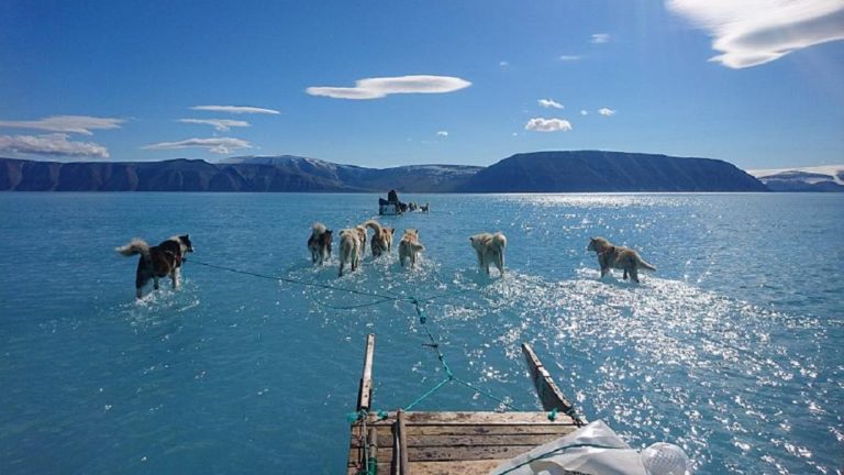 Γροιλανδία: Σκύλοι σέρνουν έλκηθρο βουτώντας σε λιωμένους πάγους