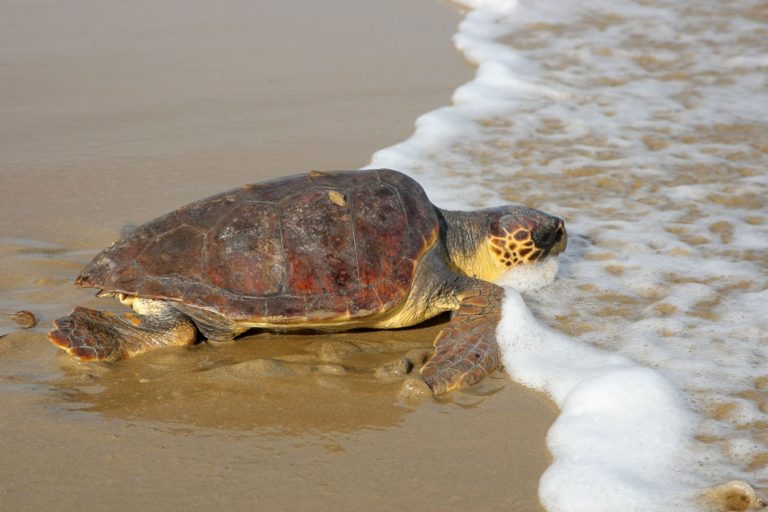 Ηγουμενίτσα: Συνεχίζονται οι έρευνες του Λιμενικού για τη θαλάσσια χελώνα
