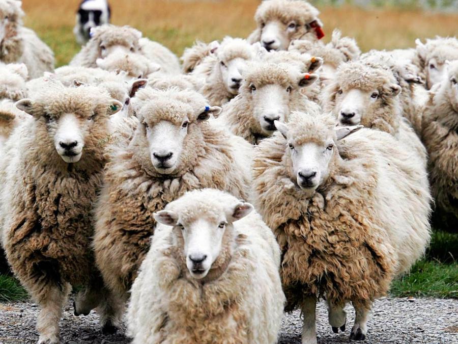 Διασυνοριακό πρόγραμμα για το πρόβατο Φλώρινας – Πελαγονίας