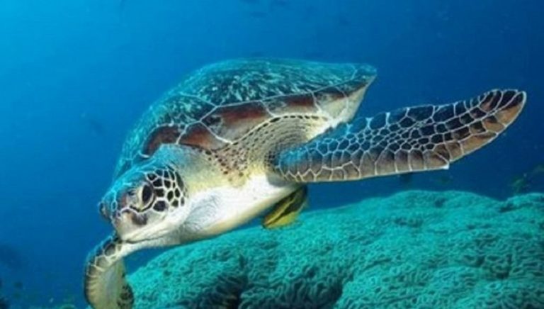 Tι πρέπει να προσέχουμε στις παραλίες ωοτοκίας της θαλάσσιας χελώνας