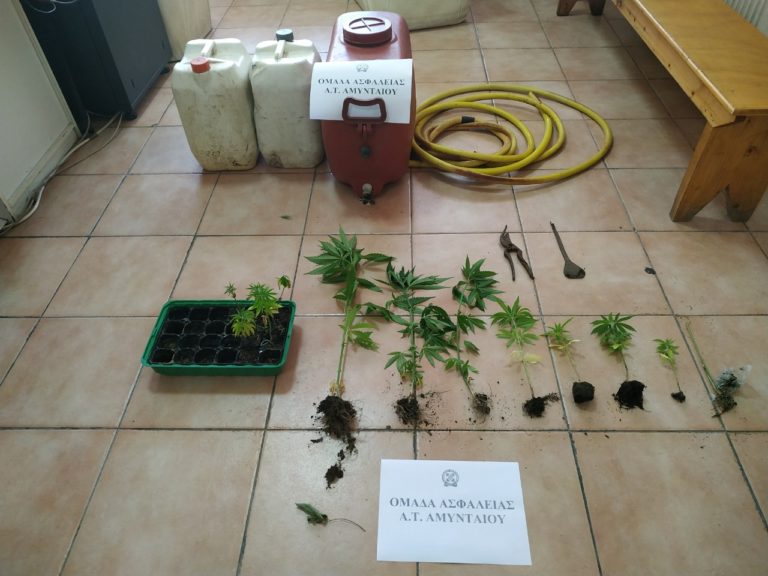 Φλώρινα: Σύλληψη για καλλιέργεια δενδρυλλίων κάνναβης