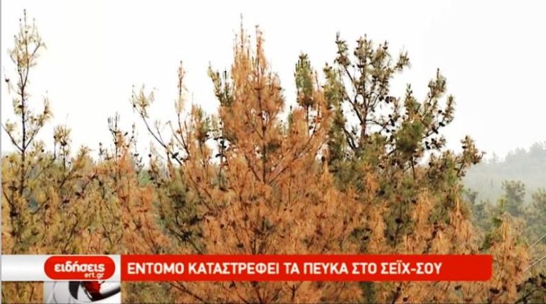 Έντομο καταστρέφει τα πεύκα στο Σειχ-Σου (video)