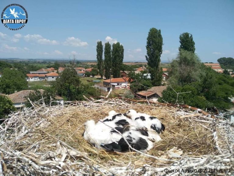 Αλεξανδρούπολη: Δακτυλιώσεις νεοσσών και ξεναγήσεις σε φωλιές