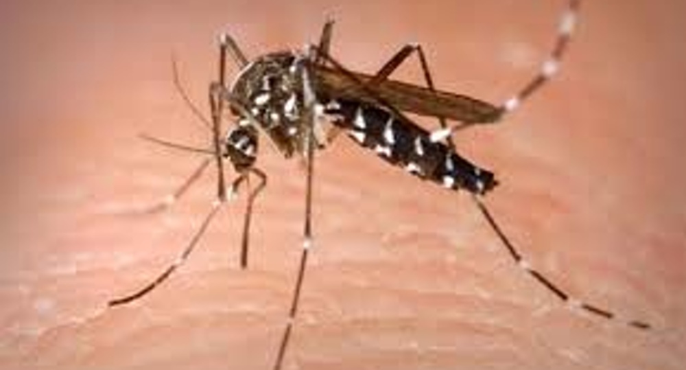 Αυξάνεται ο κίνδυνος για ασθένειες που μεταδίδονται από κουνούπια στην Ευρώπη – Τι αναφέρει ο ECDC