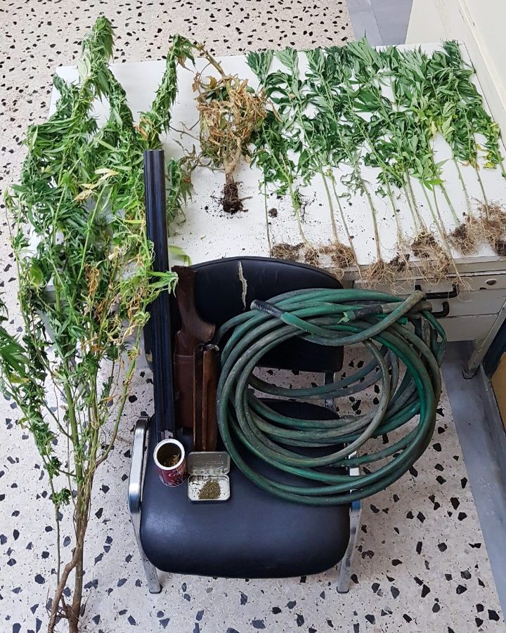 Συνελήφθη 53χρονος στην Ικαρία, για καλλιέργεια δενδρυλλίων κάνναβης και κατοχή ναρκωτικών ουσιών