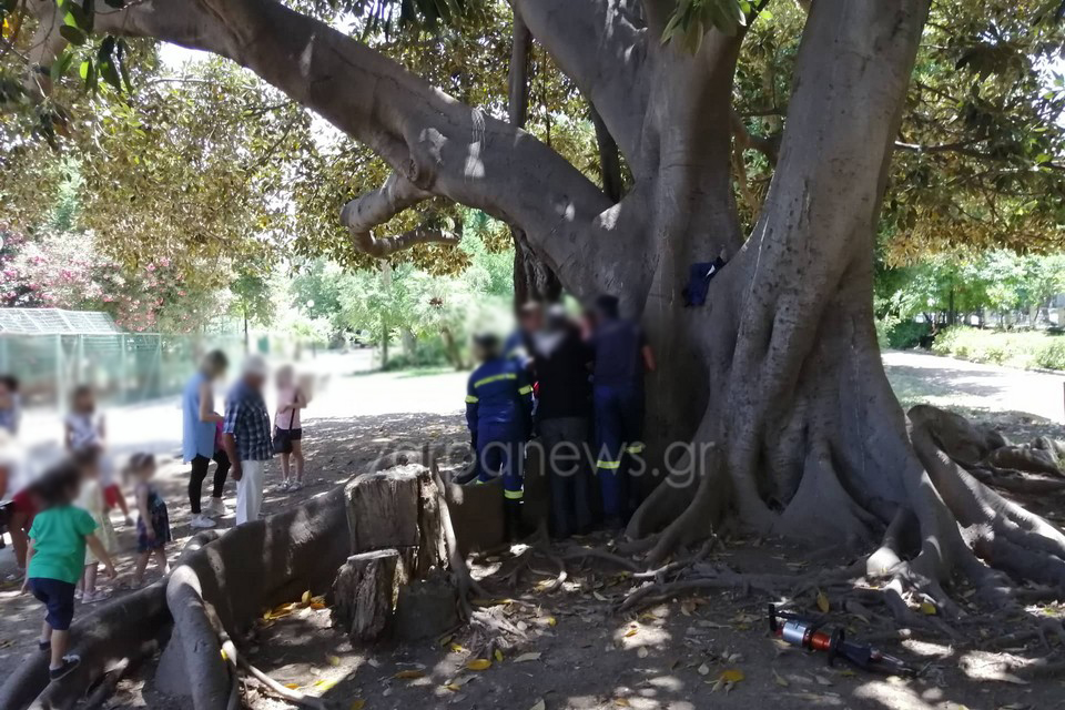 Χανιά: Παιδάκι απεγκλωβίστηκε από δέντρο στο Δημοτικό Κήπο με τη βοήθεια της Πυροσβεστικής
