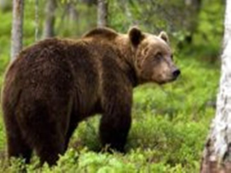 Φλώρινα: Μέτρα για την προσέγγιση αρκούδας στο Ζωολογικό Κήπο