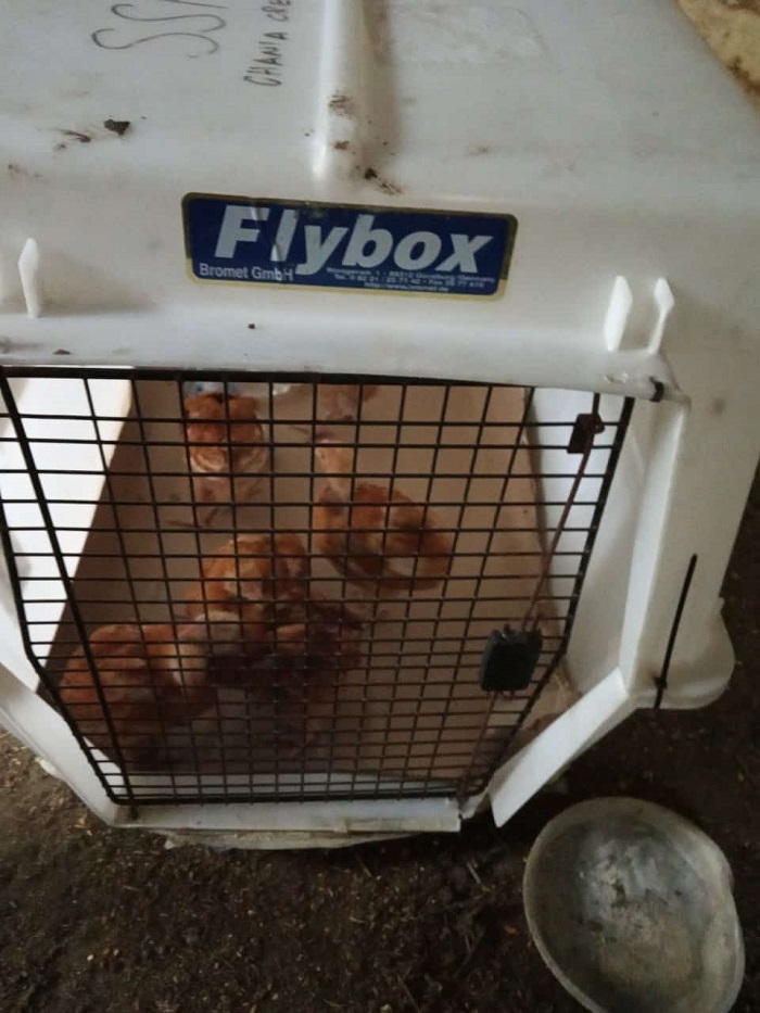 Χανιά: Επιχείρηση διάσωσης ζώων που ζούσαν σε άθλιες συνθήκες σε περιοχή του Πλατανιά