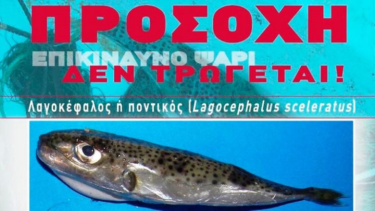 Κινδυνεύει η ζωή όσων καταναλώνουν λαγοκέφαλο