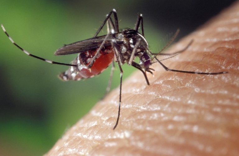 Σουφλί: Στο Τυχερό αύριο επίγειοι ψεκασμοί κατά των κουνουπιών