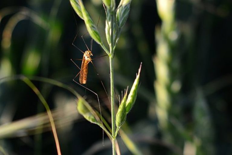 Επίγειοι ψεκασμοί κατά των κουνουπιών σε Σουφλί και περιοχές Αλεξανδρούπολης