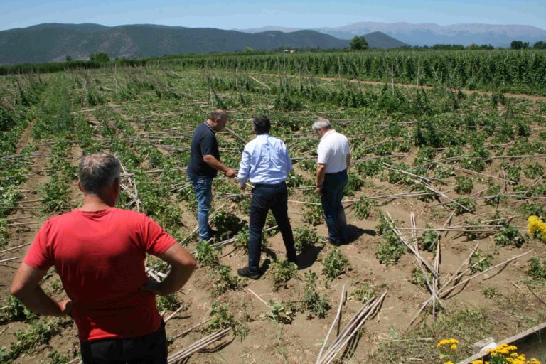 Πρέσπες: Τεράστιες ζημιές στη φασολοκαλλιέργεια των Πρεσπών