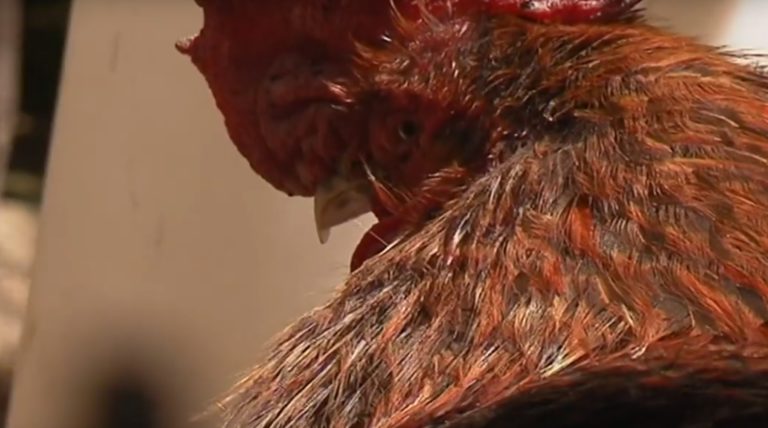 Γαλλία: Στο εδώλιο ο κόκορας Μορίς κατηγορούμενος για ηχορύπανση
