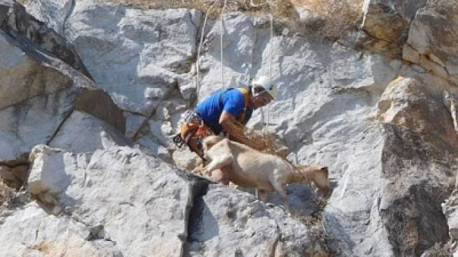 Εορδαία: Πυροσβέστες απεγκλώβισαν ζώο