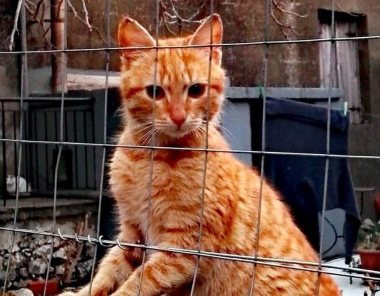 Σαμοθράκη: «έρχεται» 2η σύμβαση  Περισυλλογής- Φροντίδας Αδέσποτων Ζώων Συντροφιάς