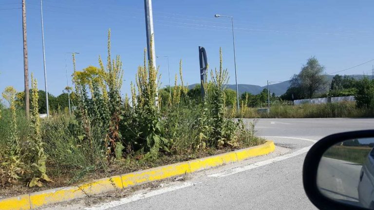 Εορδαία: Τα χόρτα σκεπάζουν τα αυτοκίνητα