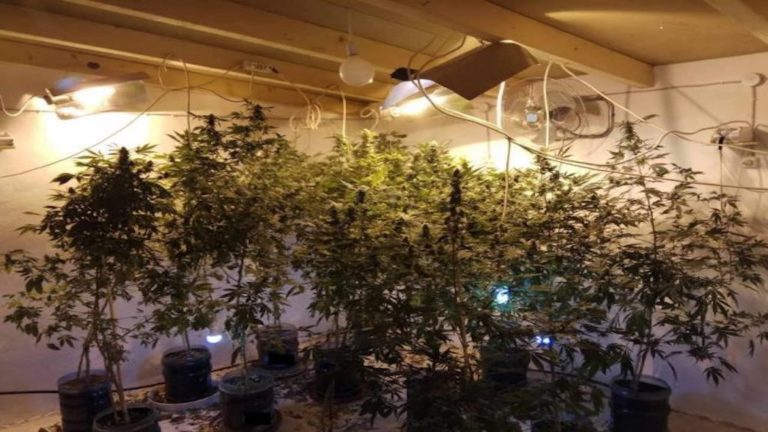 Σύστημα οργανικής καλλιέργειας κάνναβης είχε στο σπίτι του Βολιώτης