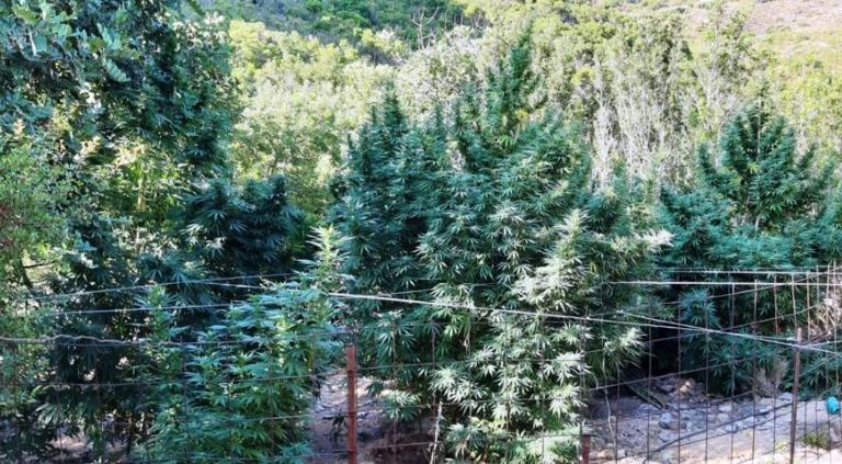 Εντοπίστηκαν 16 δενδρύλλια  κάνναβης στο Ηράκλειο